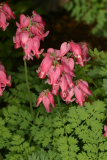 Dicentra 'King of Hearts' RCP5-06 169.jpg